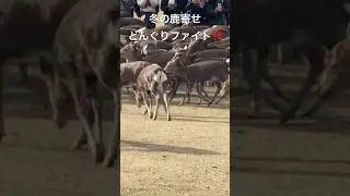 奈良飛火野エリア、鹿寄せ。集まるとどんぐりファイトが始まる🤣　#奈良公園  #鹿寄せ  #奈良鹿  #narapark