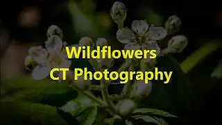 Wildflower by CT Photography