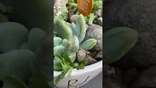 DIY DOG MEMORIAL
