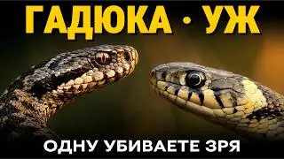 Гадюка и уж: вы всю жизнь боялись не ту змею. Как отличить за 3 секунды