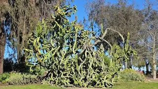 Walk through Balboa Desert Garden ~ 50 years old in 2026!