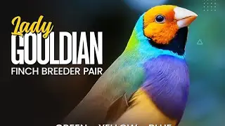 #video #birds #viralvideo #