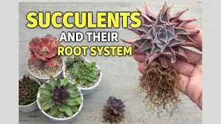 SUCCULENTS AND THEIR ROOT SYSTEM