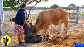 [VIDA NA ROÇA] Os Filhos de Hugo estão tocando a Lida do Sítio, e Alimenta os Animais - Parte 02 🌵