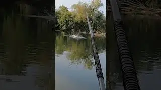 Saut carpe rivi&egrave;re