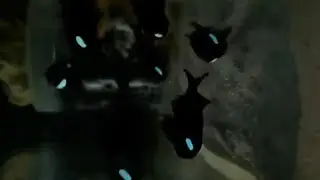 Flashlight Fish