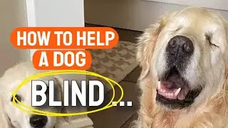 👀🐶HOW TO HELP A BLIND DOG (or blind pet)