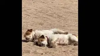 Wexford Park Saddle Club Tanya Croker