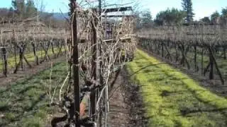 Humble Bottle #7: Blackstone Winery