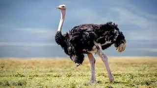Ostrich: The World's Largest Bird / Documentary