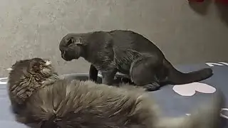 Эрик и Ватсон , энергии через край. / Eric and Watson play vigorously.