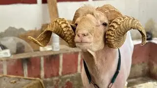 فلفول 3 مباريات من أين أتي 🤔