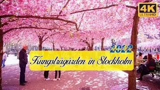 Discover the Beauty of Kungstr&auml;dg&aring;rden: Stockholm's Stunning Flower Paradise 🌸 | Spring 2022