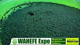 learn how to use Azora weed in poultry farming and save feeds and money