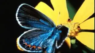 Endangered butterfly recovering in some, not a