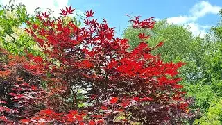 Buying a Japanese Maple Tree cost me $810 #bangladesh #usa #india
