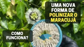 NOVA FORMA DE POLINIZAR O MARACUJÁ