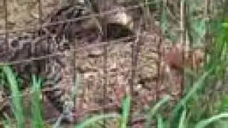 OCELOT FUR BALL VERY FUNNY!