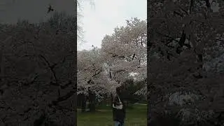 Pilgrim Hill Central Park NYC Cherry 🍒🌸 Trees #cherrytree