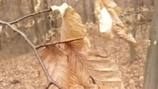 American Beech - marcescent leaves and winter buds