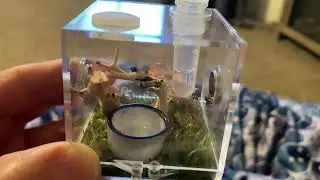 This Tiny Spider Enclosure Has EVERYTHING You Need! #JumpingSpiderCare  #PetReview #InsectPets