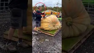 They Thought He Cheated... Until the Pumpkin Was Cut Open #shorts