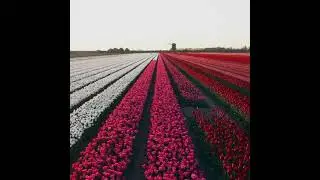 Have you seen the Dutch Tulip Fields?