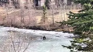 Quick mating while swimming. Animal love story.