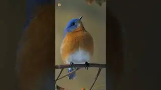 Eastern Bluebird sounds 🧡