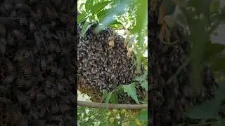 Bee in the City #riyadh