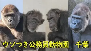 千葉市動物公園のウソを暴露する！　ウソをつかれ続けてきたモンタ、モモカ、サンタ、ジージョ　ゴリラ・チンパンジー　202601