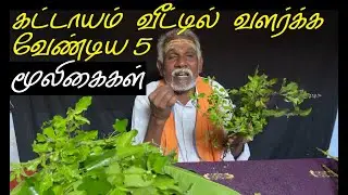 5 Must Grow Herbs at Home | @APKvlogs