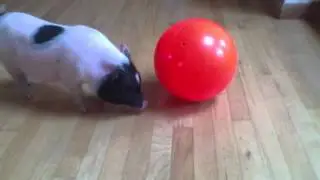 Super Mini Pig, Milton, Food Ball Fun!