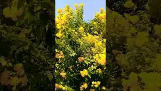 Tecoma plant#Tecoma gauri chauri#Yellow bell flower#youtube #viral #shorts