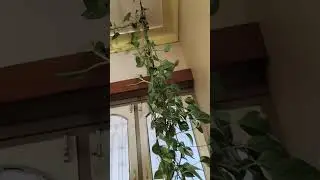 money plant #short video#12/1/26