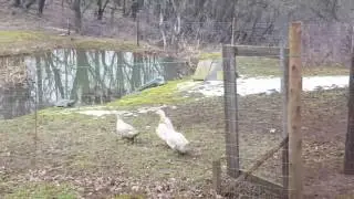 Duck relocation(2)
