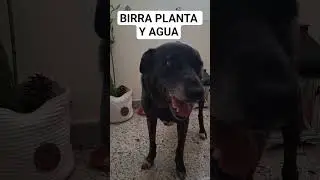 YR+BIRRA VIRALDOGHOG CALOR AGUA PLANTAS