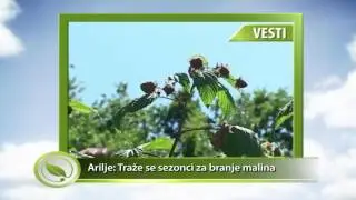 VESTI - Arilje: Traže se sezonci za branje malina
