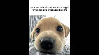 #Dogcore #1