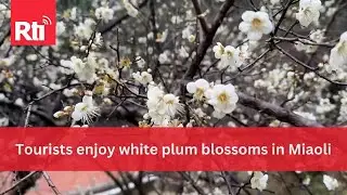 Tourists enjoy white plum blossoms in Miaoli | Taiwan News | RTI