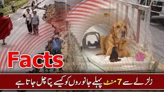 How animals Detect Earthquakes|Can animals predict Earthquake|facts Biologging|@DiscovertheUniverse