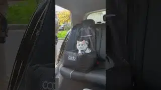CAAT | Cat Car Seat