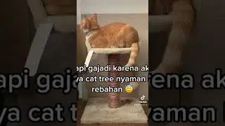 Mending rebahan di cat tree mahal aku! 💅 #arthacat #cats #kucing | Arthacat Indonesia