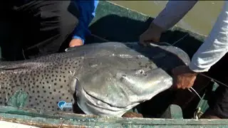 Pesca na rodada na Argentina - com um gigante surubim!!!