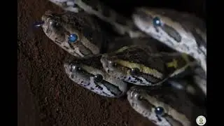 Female phyton @SouravJha-shorts           #shortsfeed #viral #discovery #animals #snake #wildlife 