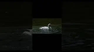 White swans are swimming and splashing on a sunny day.