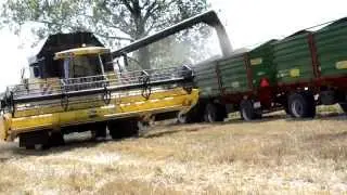 Żniwa 2015- Pszenica*Blue Team Power ! (New Holland)