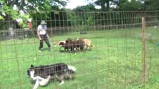 Border Collie Rex2 in training with Michael Stewart in Kentucky