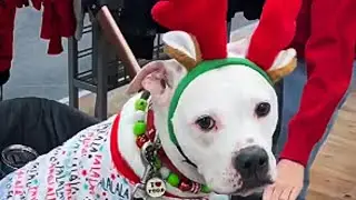Guy Keeps Adopting Deaf Dogs and What They Do Will Make You Cry
