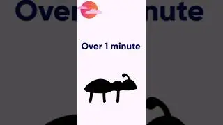 Do Ants Sleep?#shorts